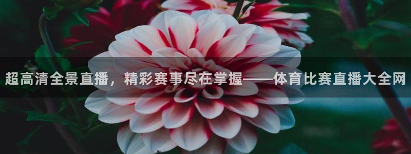 超高清全景直播，精彩赛事尽在掌握——体育比赛直播大全网