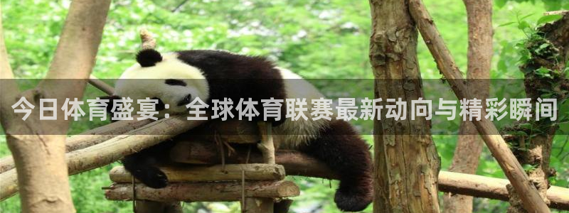 今日体育盛宴：全球体育联赛最新动向与精彩瞬间